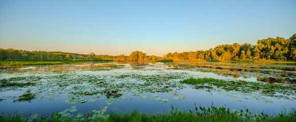 Wide angle stock photo nature scene. Nature setting at sunset. Florida tallahassee USA