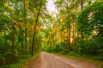 nature, park, sunset, trees, pathway, road, dirt, 