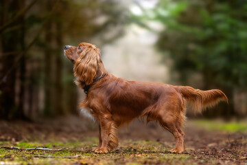 dog on the grass