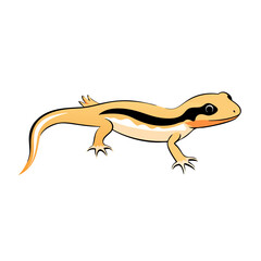 Fototapeta premium Simple vector illustration of a newt or salamander with spots, distinctive head shape.