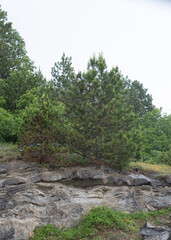 forest in the mountains