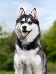 siberian husky dog