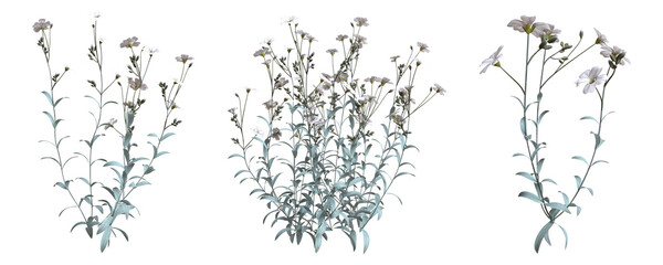 Set of flowers isolated. Snow in summer. Cerastium tomentosum. 3D illustration