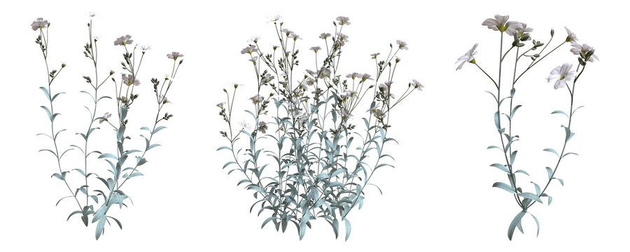 Set of flowers isolated. Snow in summer. Cerastium tomentosum. 3D illustration