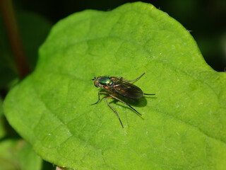 Semaphore fly (Poecilobothrus nobilitatus), female sitting on a green leaf