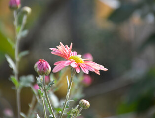 aster or chrysanthemum. defocused autumn flower in the rays of the sun at sunset. garden aster,...