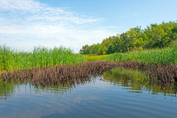 Obraz premium Reeds Taking Over the Shore of a Lake