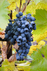 a bunch of ripe wine grapes surrounded by yellowing leaves. black grapes, Moldova variety. late fall. beauty in nature. harvesting
