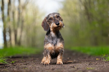 Dachshund