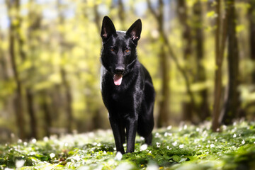 german shepherd dog