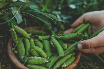 Gardening and agriculture concept. Female farm worker hand harvesting green fresh ripe organic peas...