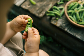Child in the garden gathers eating peas