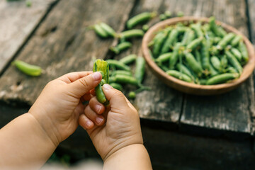 Child in the garden gathers eating peas