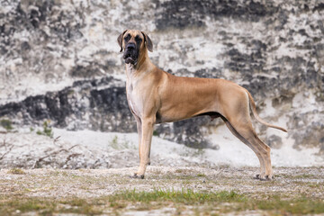 Great Dane