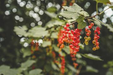 Redcurrant (Ribes rubrum) fruits on a bush in the garden during summer