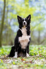 border collie dog