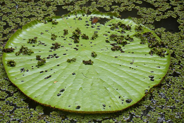 super close-up of Brazilian plant called Victoria Regia