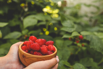 Picking raspberries in the garden. Woman picking ripe raspberries from bushes outdoors, close-up. Summer garden in the village. Growing a berry crop on a farm