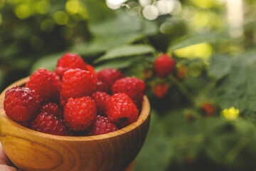 Picking raspberries in the garden. Woman picking ripe raspberries from bushes outdoors, close-up. Summer garden in the village. Growing a berry crop on a farm