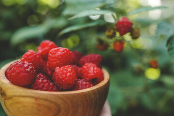 Picking raspberries in the garden. Woman picking ripe raspberries from bushes outdoors, close-up. Summer garden in the village. Growing a berry crop on a farm
