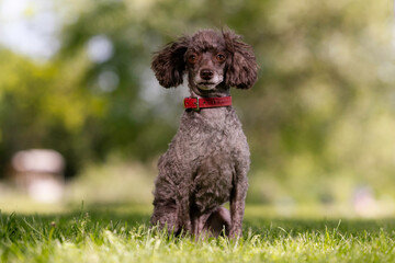 Portrait of a poodle