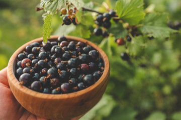 Hands picking black currants. Harvesting concept