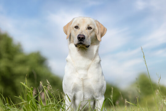 golden retriever dog