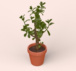 Jade Plant in Pot 3D model