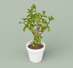 Jade Plant in Pot 3D model