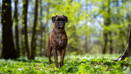 Portrait of a boxer