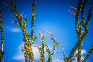 Ocatillo (Fouquieria splendens) plants in bloom with red flowers at stem tips resembling the torches named after.