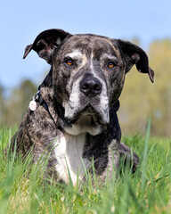 american staffordshire terrier dog