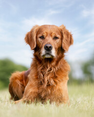 golden retriever dog