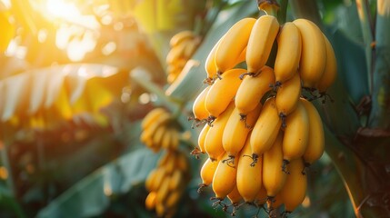   Bananas hang from a tree under the sun, with branches visible behind