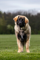 Leonberger