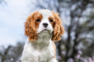 cavalier king charles spaniel Puppy