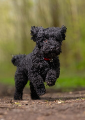 black poodle puppy