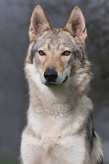 portrait of a wolf