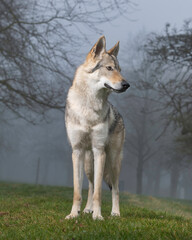 portrait of a dog