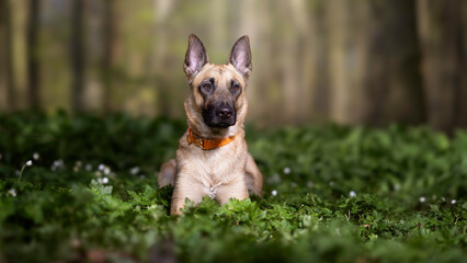 malinois in the woods