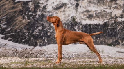 Hunting dog