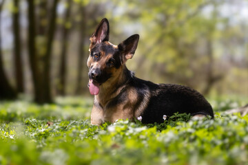 german shepherd dog