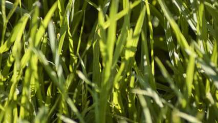 Green tall grass close-up background texture