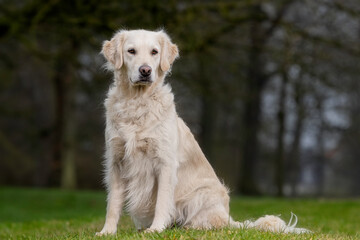 Golden Retriever