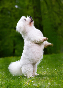 white terrier puppy