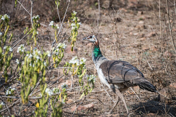 A peacock struts across a vast expanse of withered grass, Sariska Tiger Resort, India
