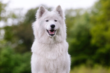 Fototapeta premium white dog