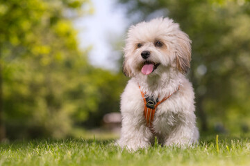 dog in the park