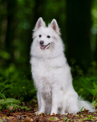 Fototapeta premium white dog
