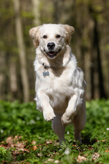 golden retriever dog